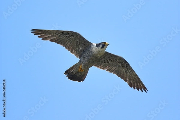 Obraz ハヤブサの飛翔