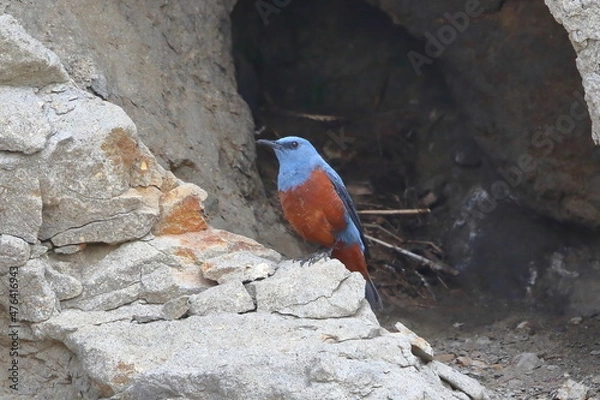 Obraz 海岸にたたずむイソヒヨドリのオス