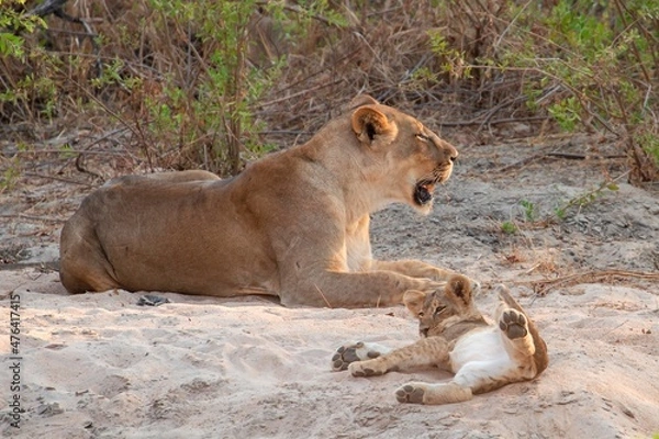 Fototapeta One month old lion cub playing in the sand