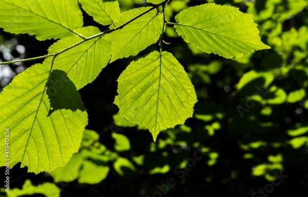 Fototapeta Green leaf. Detail of leaves on a tree.