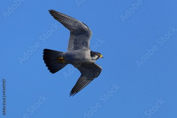 Obraz ハヤブサの飛翔