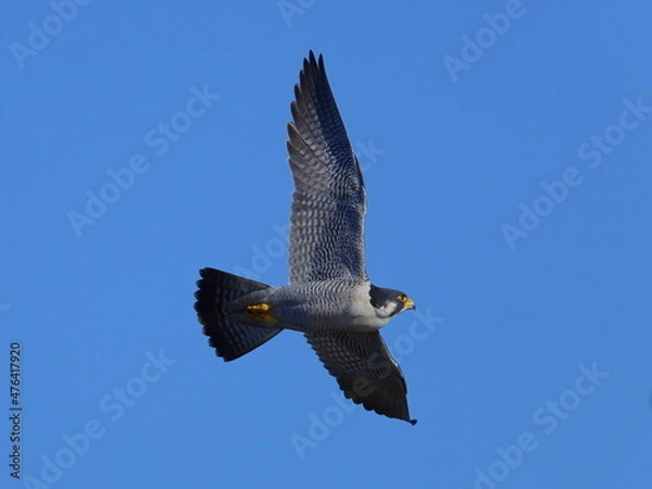 Obraz ハヤブサの飛翔