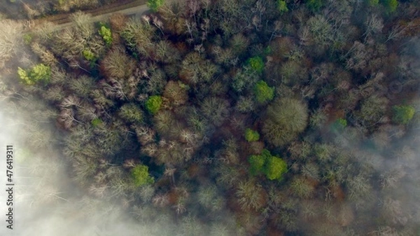 Obraz Forêt mélangée