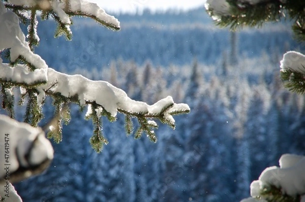 Obraz Neige en forêl