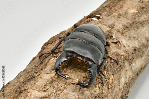 Obraz ダイオウヒラタクワガタ
