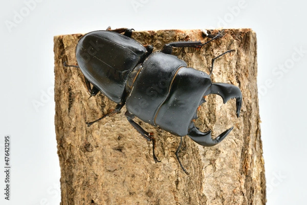 Obraz ダイオウヒラタクワガタ
