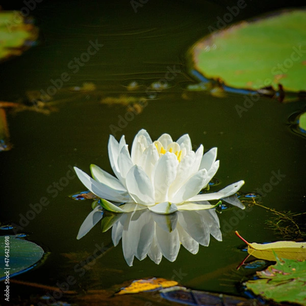 Obraz Water Lily