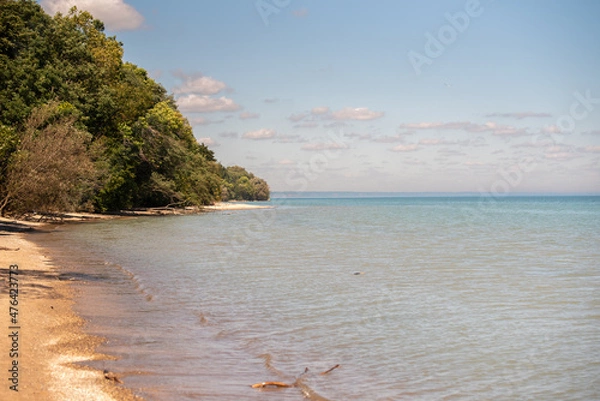 Obraz beach with trees