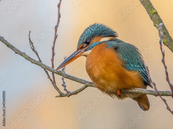 Obraz Kingfisher Lady / Eisvogel Dame