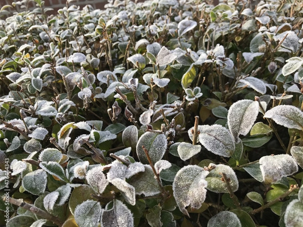 Fototapeta Green leaves of a plant covered with hoarfrost. Beautiful natural background with frost on the grass. Frozen flower. Rime ice on grass blades in the garden during frosts. Cold. Winter background.