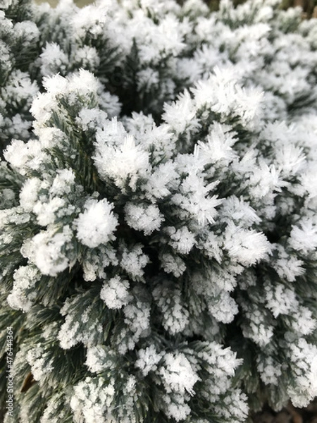 Fototapeta Green leaves of a plant covered with hoarfrost. Beautiful natural background with frost on the grass. Frozen flower. Rime ice on grass blades in the garden during frosts. Cold. Winter background.