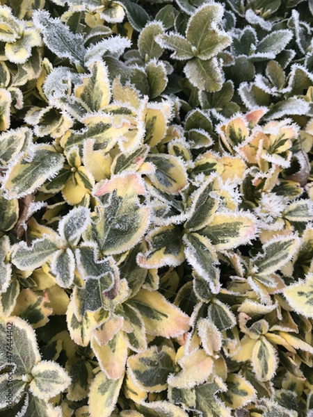 Fototapeta Green leaves of a plant covered with hoarfrost. Beautiful natural background with frost on the grass. Frozen flower. Rime ice on grass blades in the garden during frosts. Cold. Winter background.