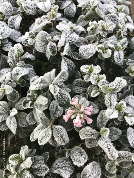 Fototapeta Green leaves of a plant covered with hoarfrost. Beautiful natural background with frost on the grass. Frozen flower. Rime ice on grass blades in the garden during frosts. Cold. Winter background.