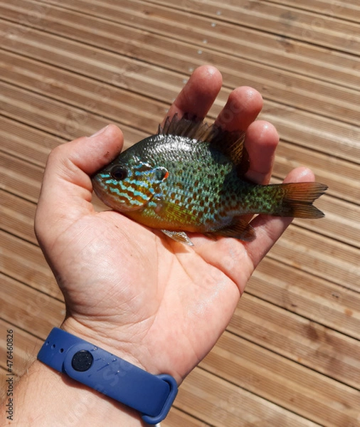 Obraz Closeup of a small pumpkinseed sunfish (Lepomis gibbosus) held in a man's hand