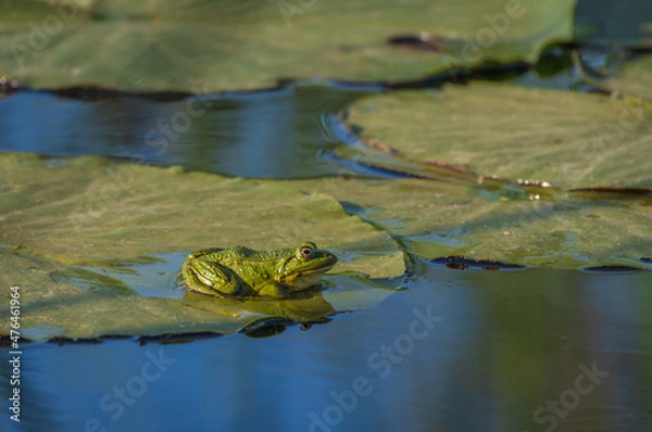 Obraz The pool frog (Pelophylax lessonae) sitting on green leaf of water lily on the water on sunny day