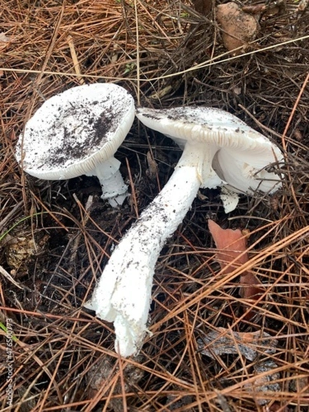 Fototapeta Pale toadstool, a very poisonous toxic inedible mushroom