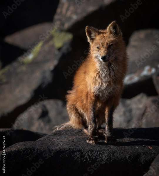 Obraz Scruffy red fox sitting on rocks