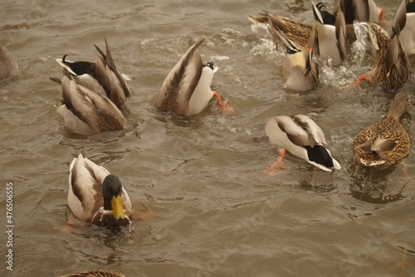 Obraz Diving ducks looking for food