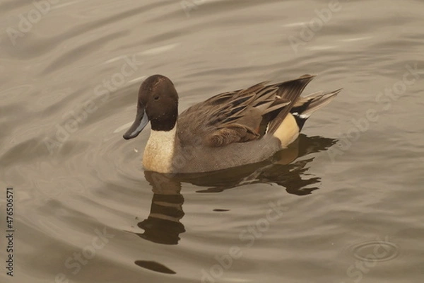 Obraz Duck floating on a calm lake