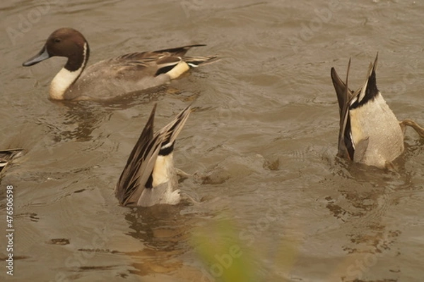 Obraz Ducks looking for food
