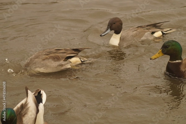 Obraz Ducks in a large pond