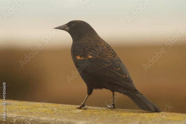 Obraz A bird standing on a railing