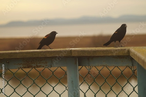 Obraz Two birds on a railing