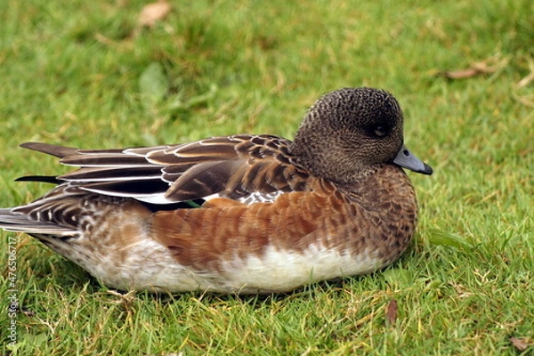 Obraz A duck resting on grass