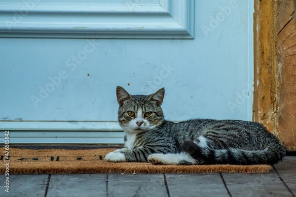 Fototapeta cat chilling