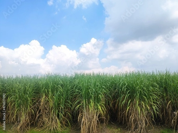 Obraz Sugarcane fields with sunshine and blue sky background.