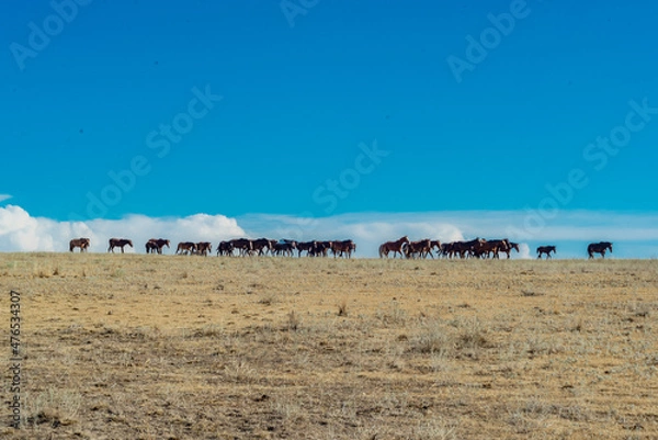 Obraz horses on the beach