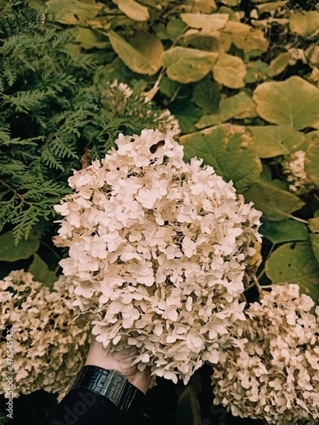 Obraz hydrangea