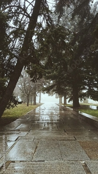 Obraz foggy alley