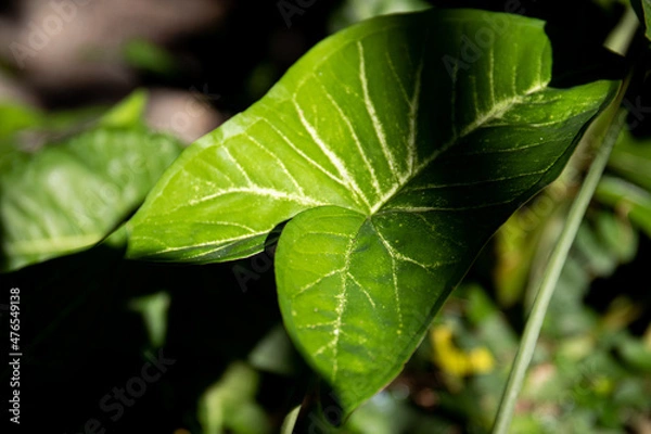 Obraz Beauty of Nature, curve of Fresh Green Leaf , 
showing detail on Texture and Pattern 
