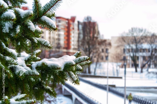 Fototapeta Snow-covered branches of spruce against the background of the bridge
