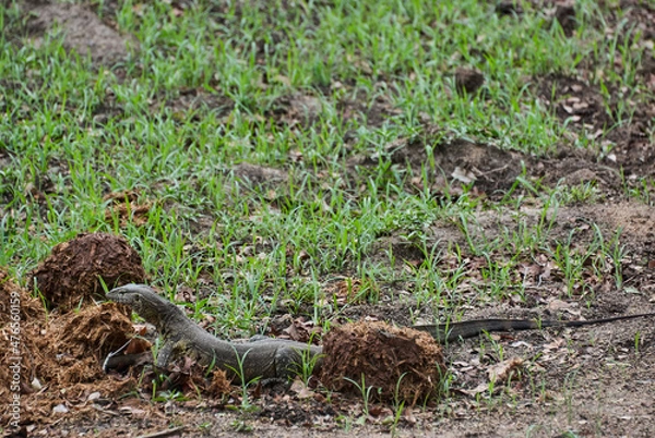 Fototapeta Monitor lizard, a large lizards in the genus Varanus, Africa