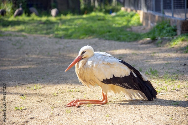 Fototapeta A large black and white bird sits on the ground with its long legs tucked up .