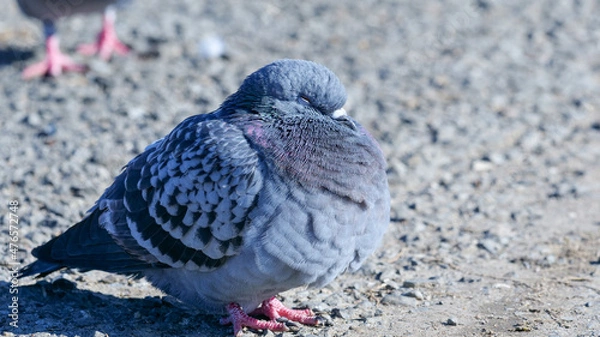 Fototapeta 日向ぼっこ中の鳩
