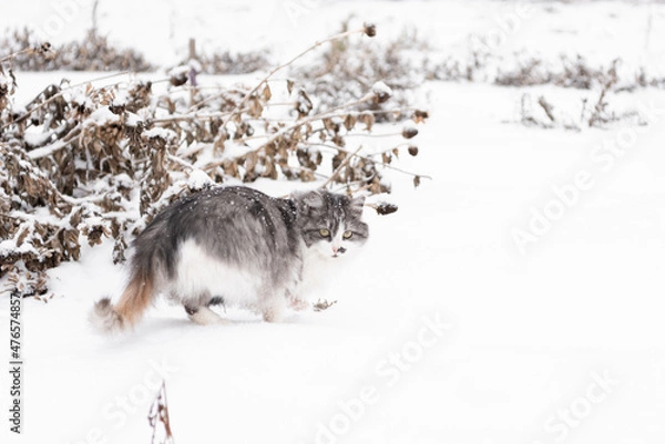 Fototapeta Long-haired tricolor cat in winter on snow, clear white snow