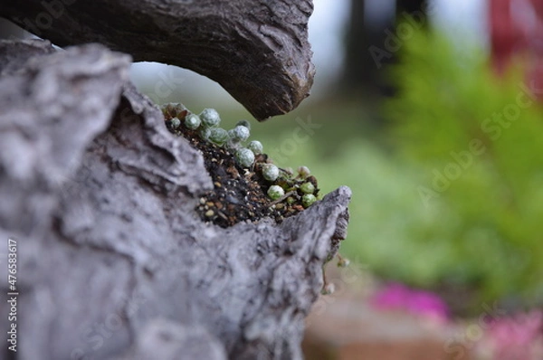 Fototapeta 木の隙間の多肉植物