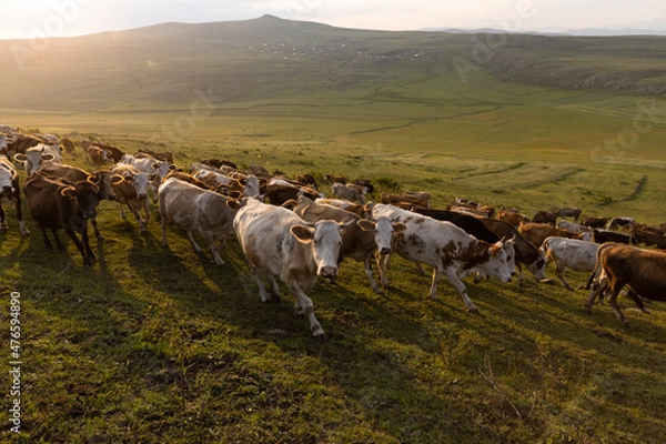Fototapeta group of cows grazing