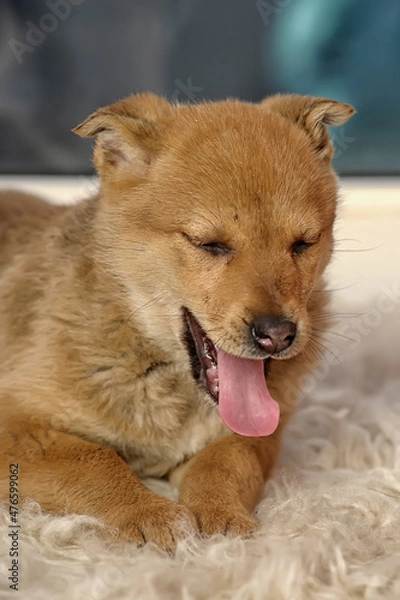 Fototapeta cute little beige puppy pooch