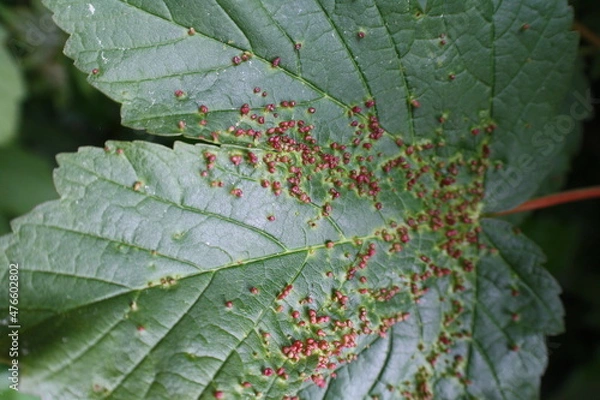 Obraz Gallen auf einem Blatt
