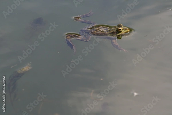 Obraz Frosch im Teich