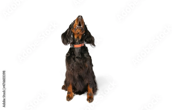 Fototapeta Front view of purebred dog, Scottish Gordon Setter sitting on floor and looking up isolated over white studio background. Concept of animal