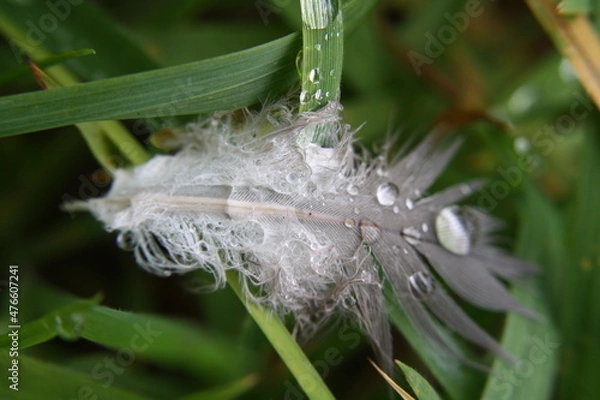 Obraz Feder mit Wassertropfen