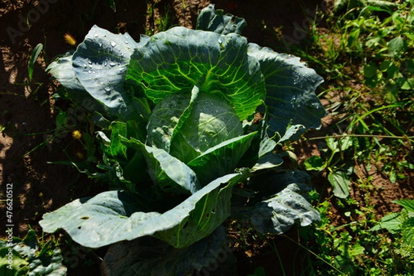 Fototapeta cabbage