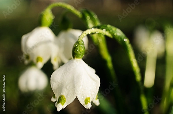Fototapeta Little first spring flowers of snowdrops bloom outdoors in the spring