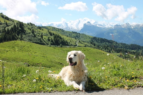 Fototapeta Golden Retriever - Col de Joux Plane