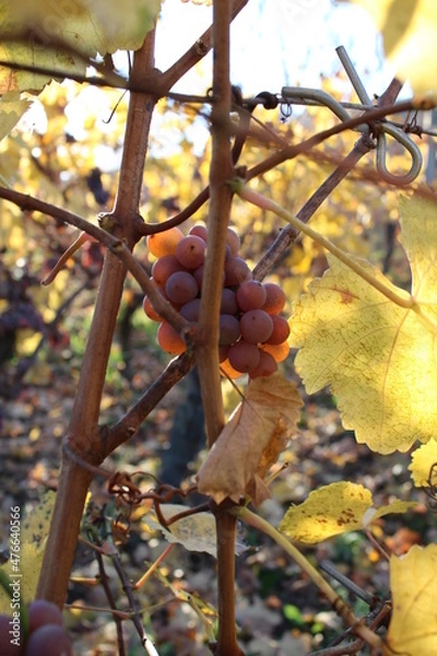 Obraz Vignoble en Alsace